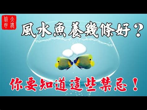 養魚的吉祥數字|風水魚數量大揭秘